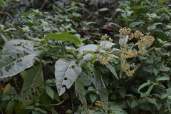 Critonia quadrangularis