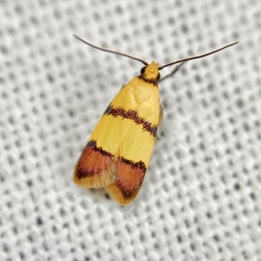 Heteroteucha distephana