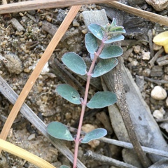 Euphorbia dallachyana