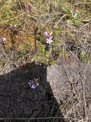 Gentianella corymbosa