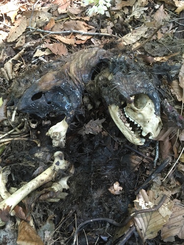 Common Raccoon photographed in Ohio