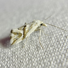 Heliocosma