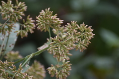 Critonia quadrangularis