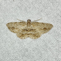 Didymoctenia exsuperata