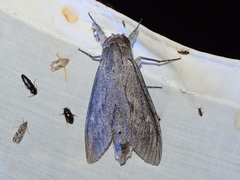 Endoxyla magnifica