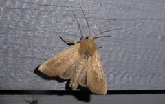 Ichneutica blenheimensis