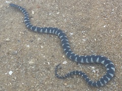 Acrochordus granulatus