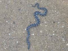 Acrochordus granulatus