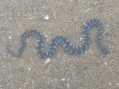 Acrochordus granulatus