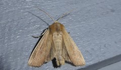 Ichneutica blenheimensis