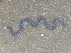 Acrochordus granulatus