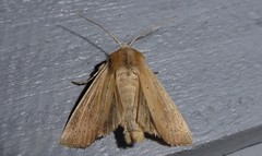 Ichneutica blenheimensis