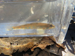 Etheostoma gore