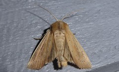 Ichneutica blenheimensis