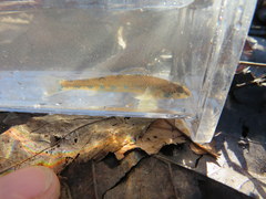Etheostoma gore