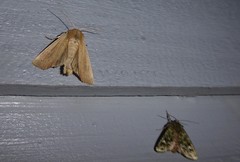 Ichneutica blenheimensis