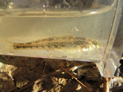 Etheostoma occidentale