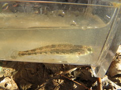 Etheostoma occidentale