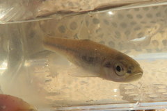 Luxilus chrysocephalus