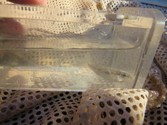 Luxilus chrysocephalus