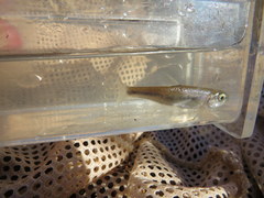 Luxilus chrysocephalus