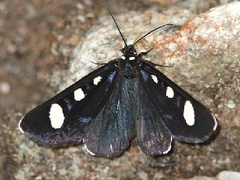 Alypiodes flavilinguis