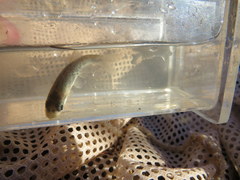 Luxilus chrysocephalus