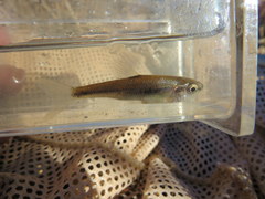 Luxilus chrysocephalus