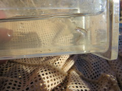 Luxilus chrysocephalus