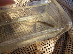 Luxilus chrysocephalus