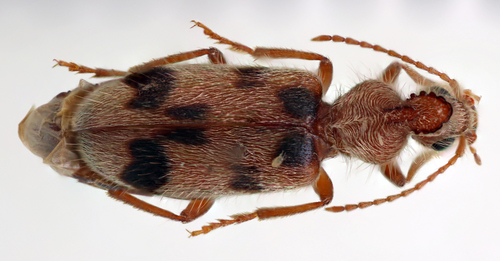 Notoxus robustus