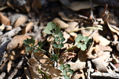 Cardamine macrocarpa