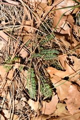 Packera millelobata