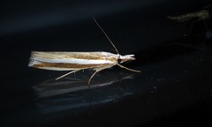 Orocrambus apicellus