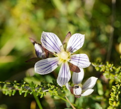 Gentianella bawbawensis