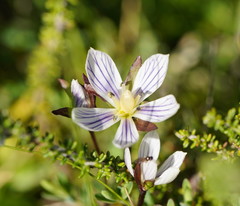 Gentianella bawbawensis