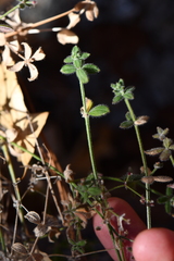 Galium uncinulatum