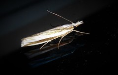 Orocrambus apicellus