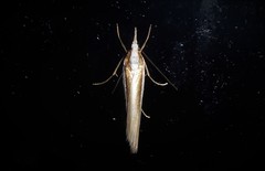 Orocrambus apicellus