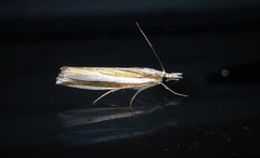 Orocrambus apicellus