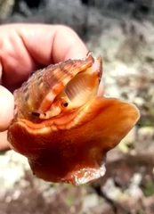 Cypraecassis coarctata