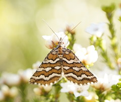 Melitulias discophora