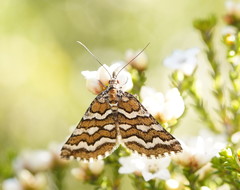 Melitulias discophora