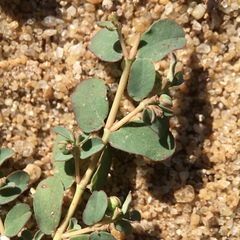 Euphorbia dallachyana