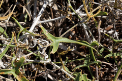 Cucumis variabilis
