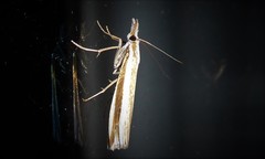 Orocrambus apicellus