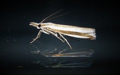 Orocrambus apicellus