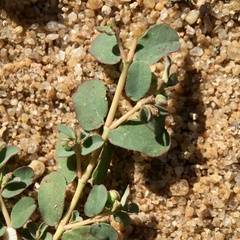Euphorbia dallachyana