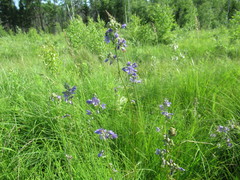 Polemonium caeruleum