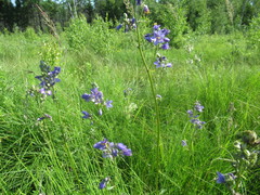 Polemonium caeruleum